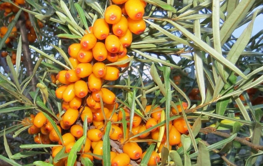 Обліпиха Чуйська