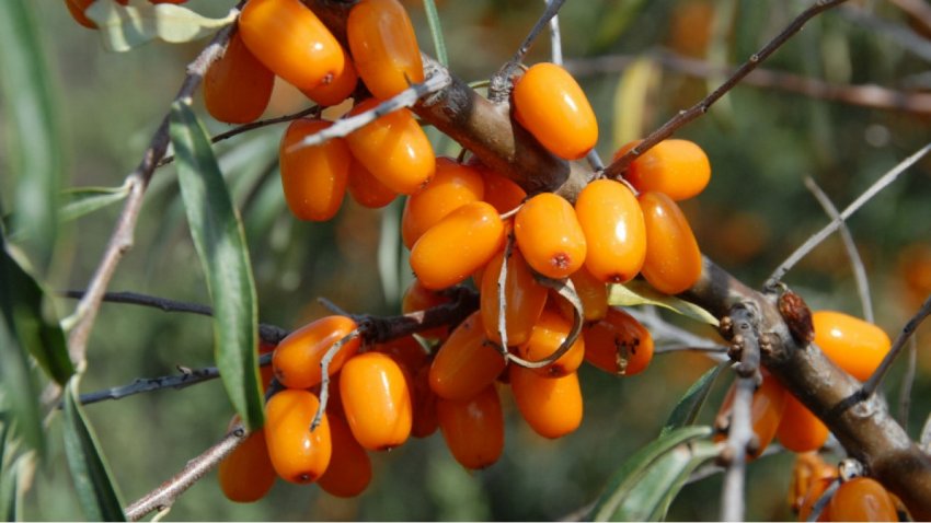 Обліпиха Алтайська обліпиха