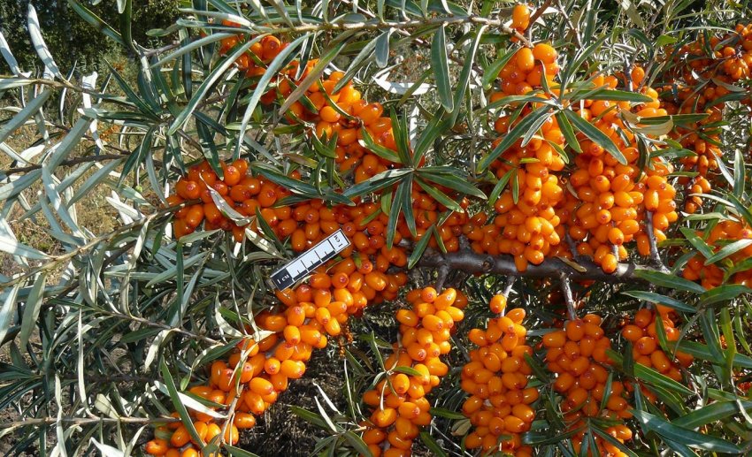 Обліпиха перлова скойка