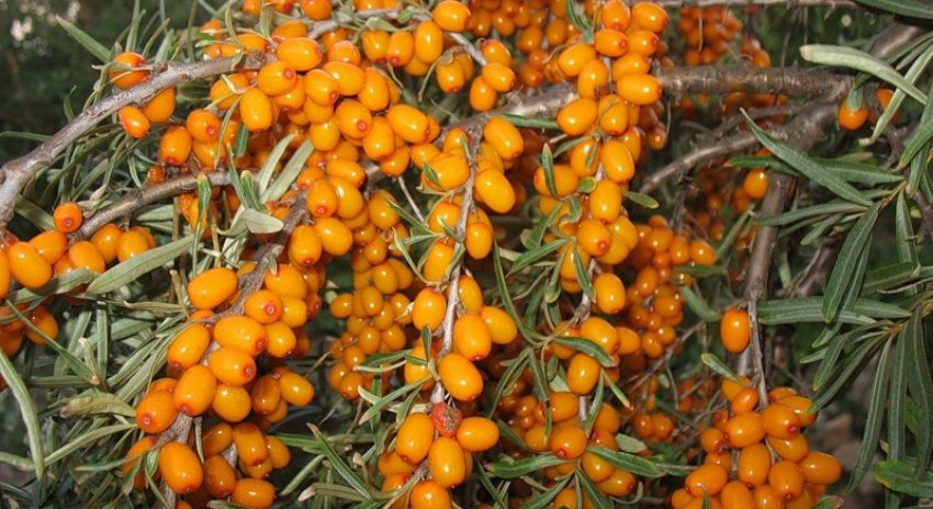 Обліпиха Августина