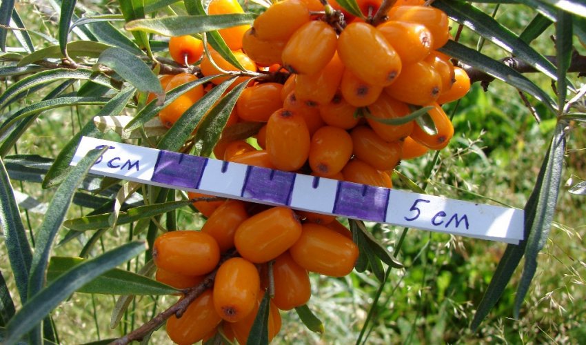 Обліпиха сорти Эссель