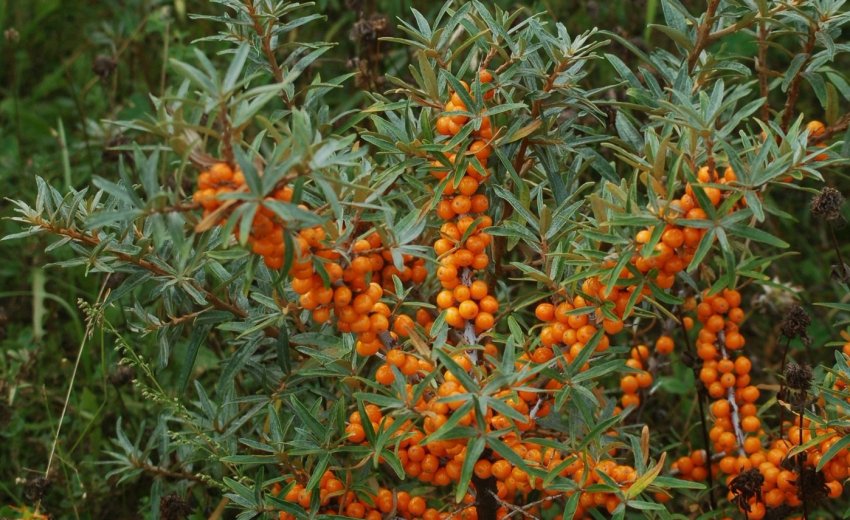 Обліпиха Галерит