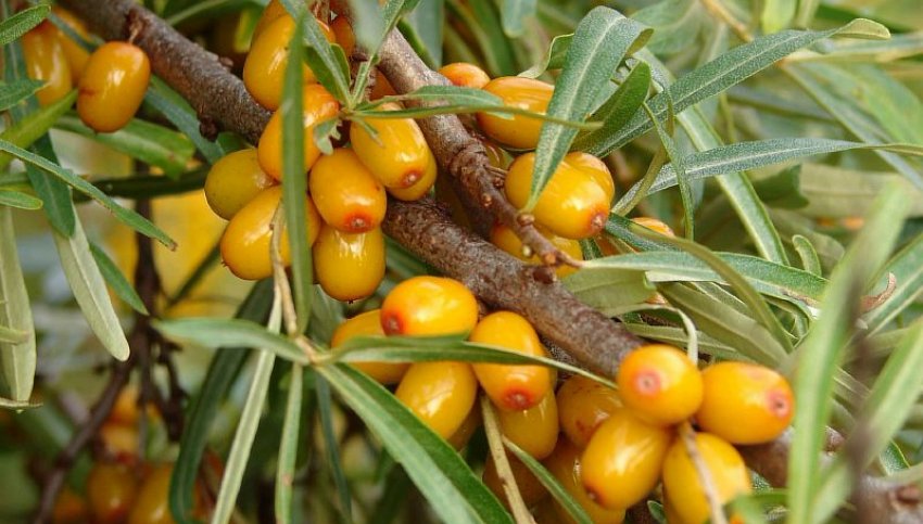 Обліпиха Трофимовская