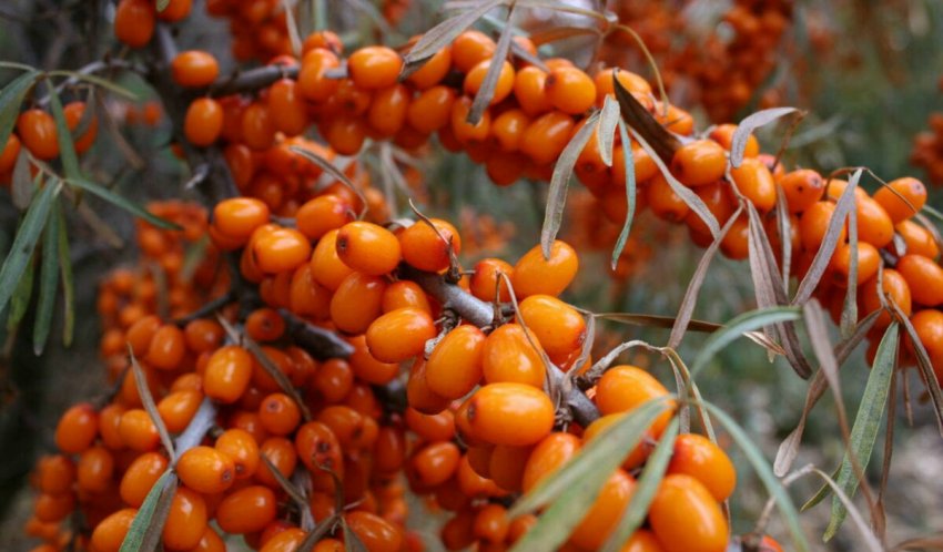 Обліпиха Аматорська