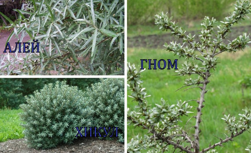 Чоловічі сорту обліпихи