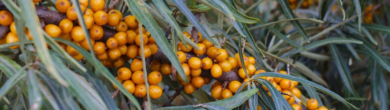 Опис, характеристики і застосування обліпихи