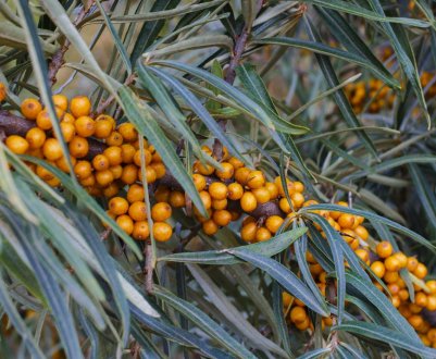 Опис, характеристики і застосування обліпихи