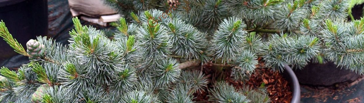 Опис сосни мілкоквіткової Негіші, її посадка і догляд