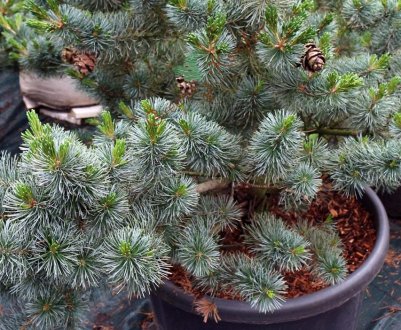 Опис сосни мілкоквіткової Негіші, її посадка і догляд