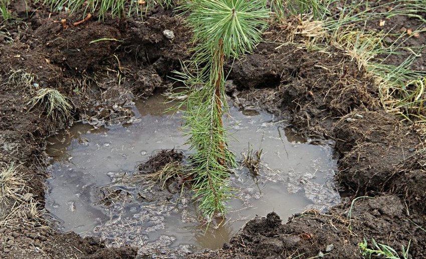 Полив сосни