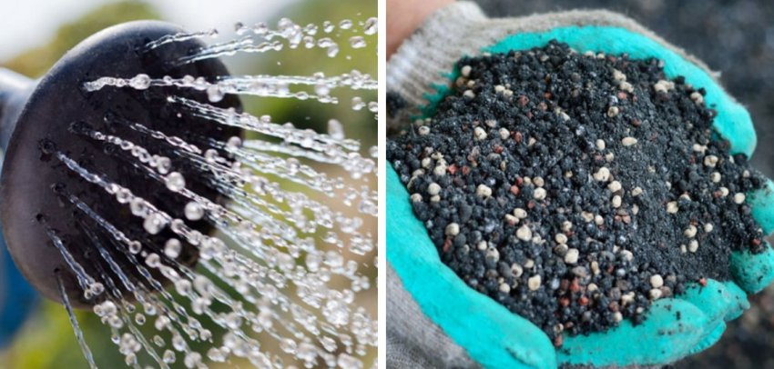 Поєднання поливу з підгодівлями