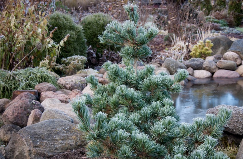 Сосна Негіші в ландшафтному дизайні