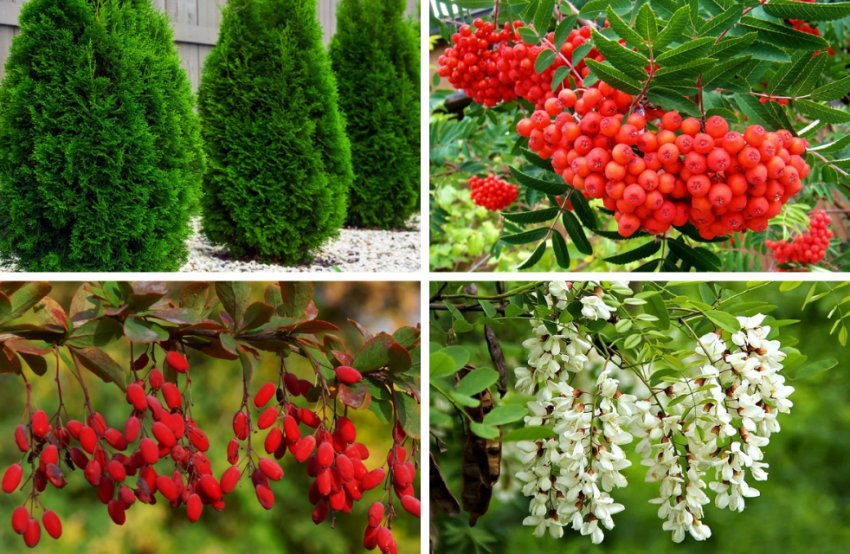 Поєднання з іншими рослинами