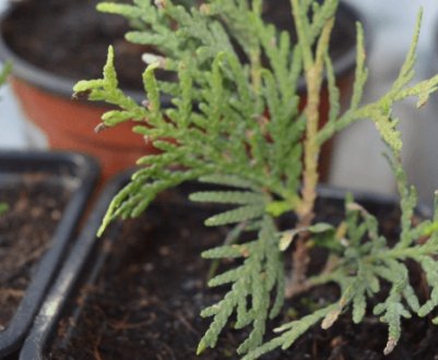 Розведення і вирощування туї з гілки