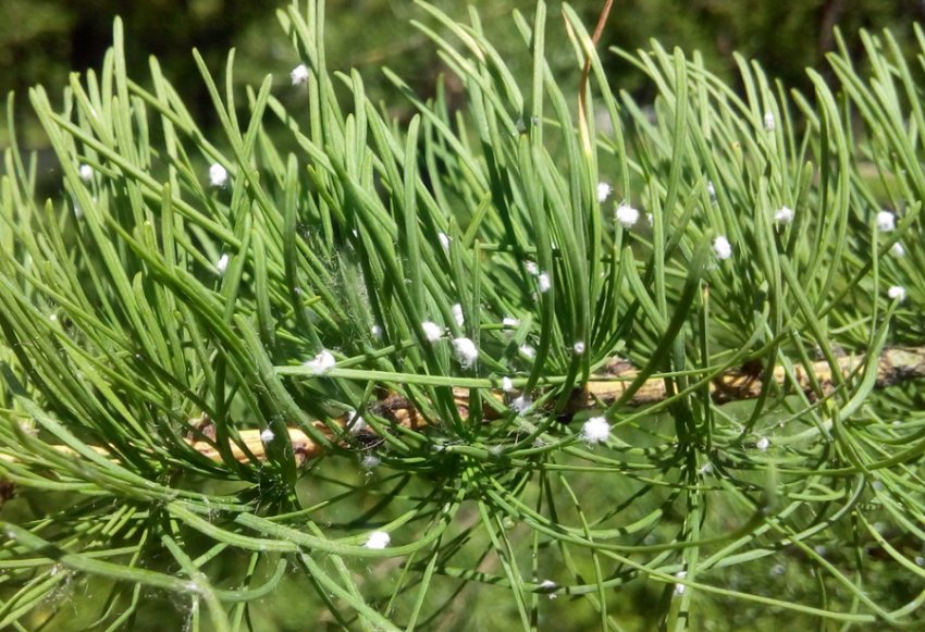 і гермес сосновий