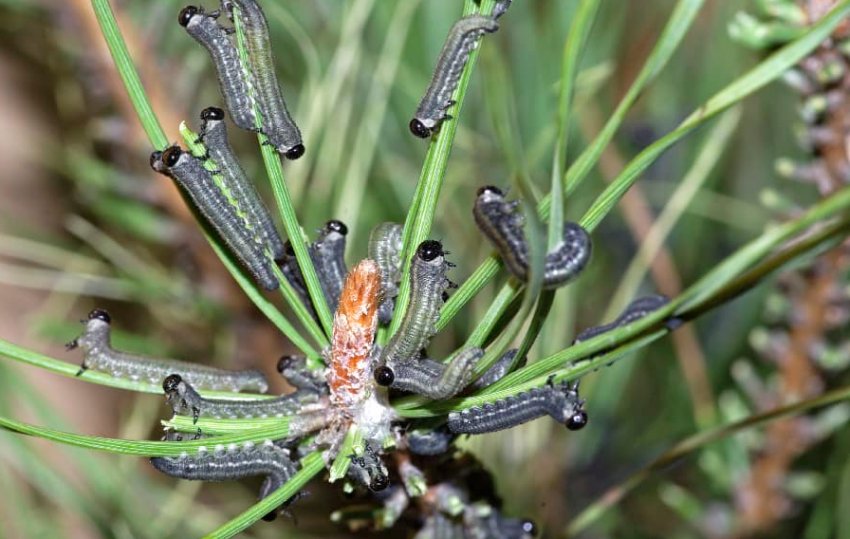 Гусениці на сосні