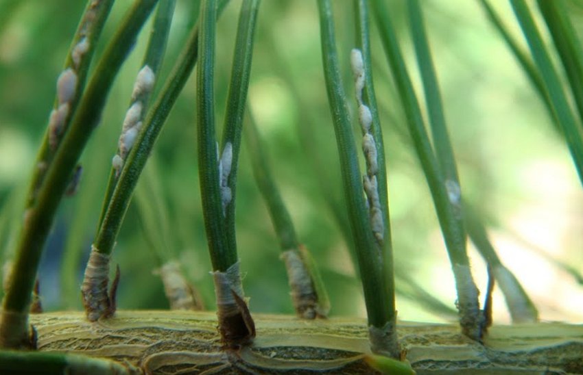 Щитівка на сосні