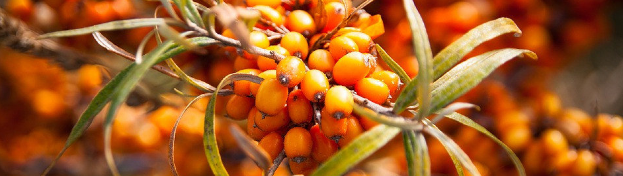 Опис обліпихи сорту Алею