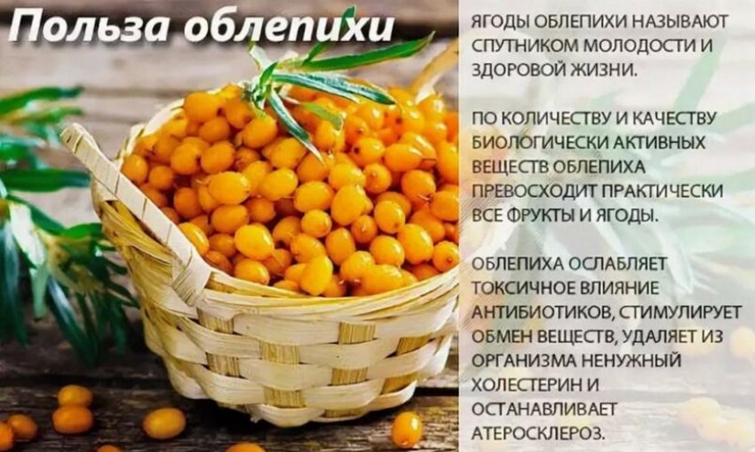 Користь обліпихи
