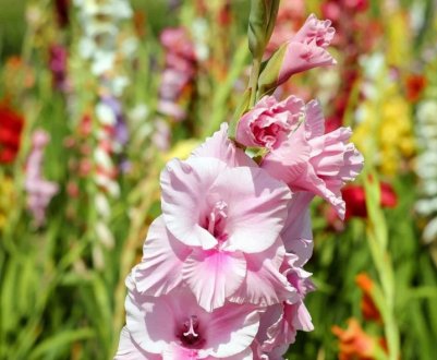 Топ-10 гладіолусів російської селекції