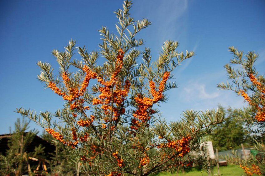 Обліпиха Алею