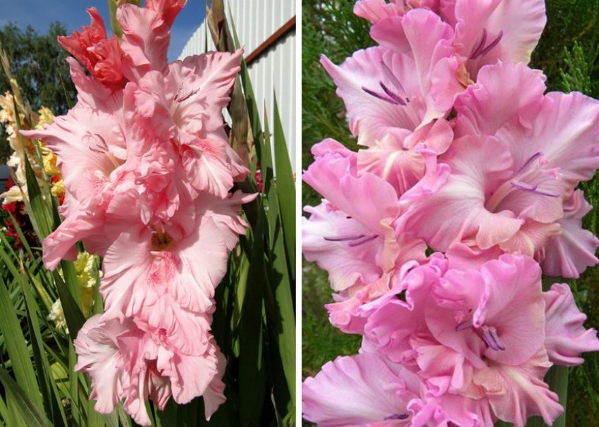 Самара Самара