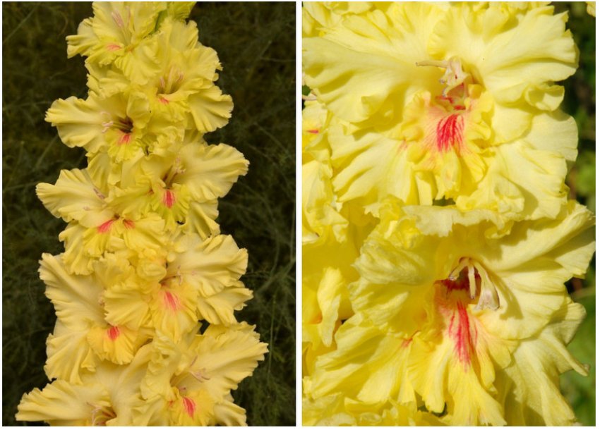 Родзинка Родзинка