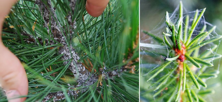 Павутинний кліщ на гілках сосни