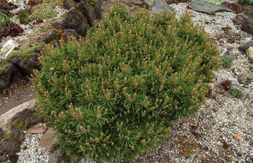 Сосна Бенджамін в ландшафтному дизайні