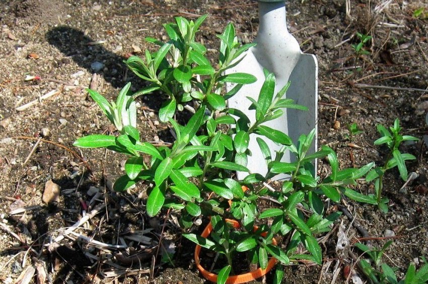 Посадка обліпихи