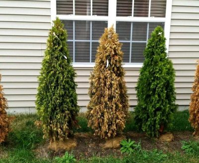 Причини засихання і пожовтіння туї