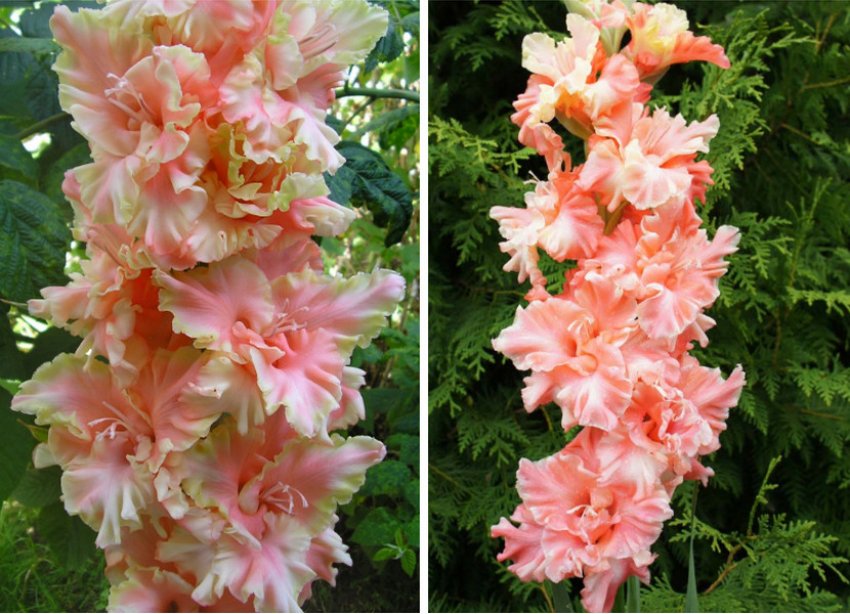 Едіта П'єха Едіта П'єха