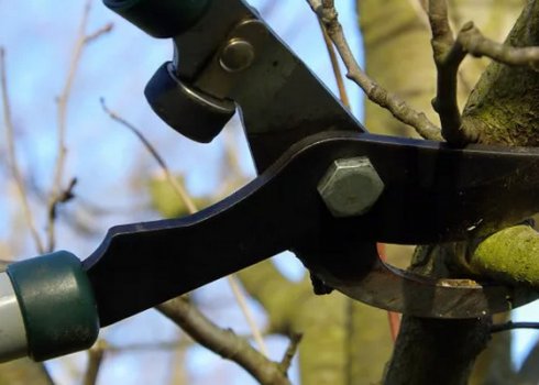 Як правильно обрізати обліпиху