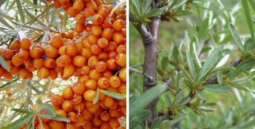 Обліпиха Алею