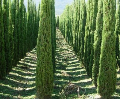 Чому сохнуть кипариси і як їх пожвавити