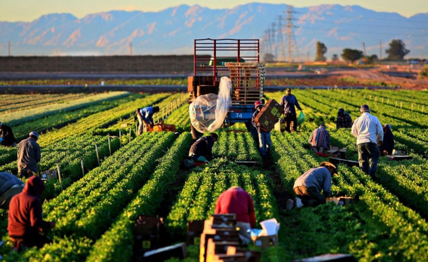 Зайнятість у сільському господарстві Сербії неухильно знижується Зайнятість у сільському господарстві Сербії неухильно знижується