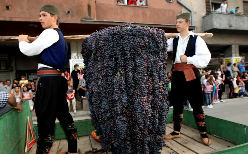 Зайнятість у сільському господарстві Сербії неухильно знижується Зайнятість у сільському господарстві Сербії неухильно знижується