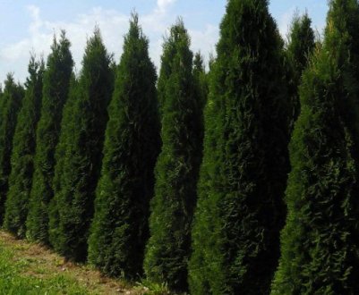 Особливості туї Смарагд