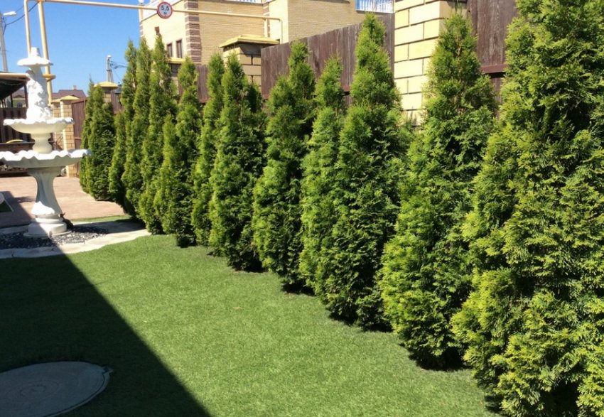 Туя в ландшафтному дизайні
