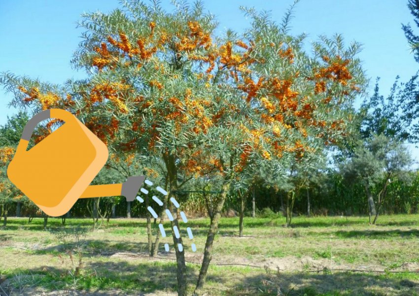 Полив обліпихи