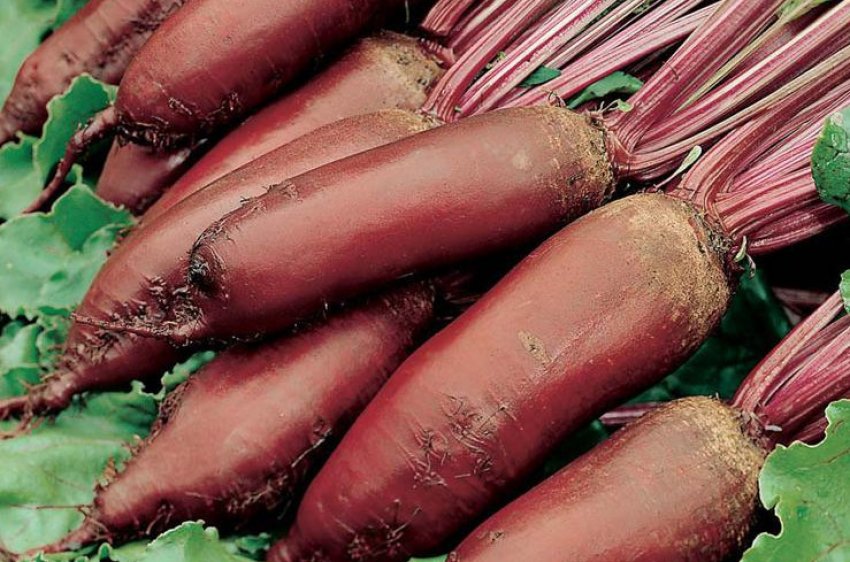 Буряк сорту Ренова