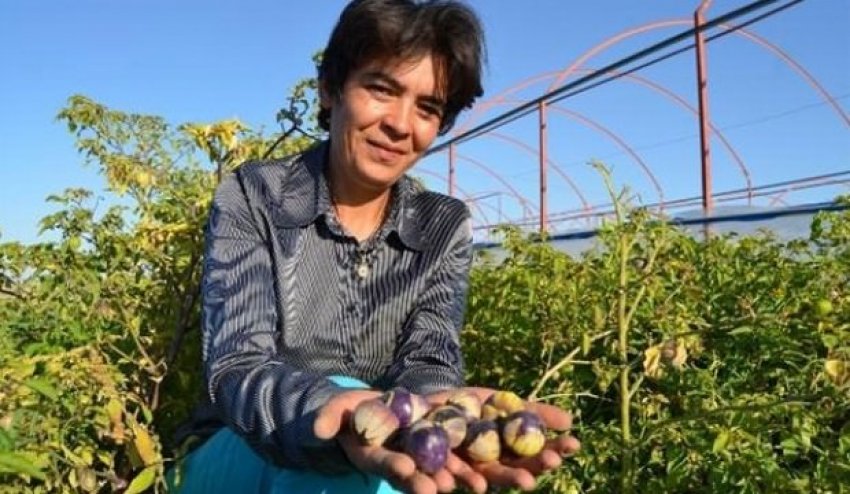 Фіолетову полуницю з китайських насіння вирощують у Туреччині Фіолетову полуницю з китайських насіння вирощують у Туреччині