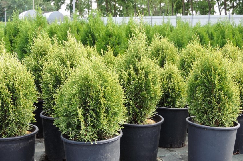 Туя Вайт смарагд