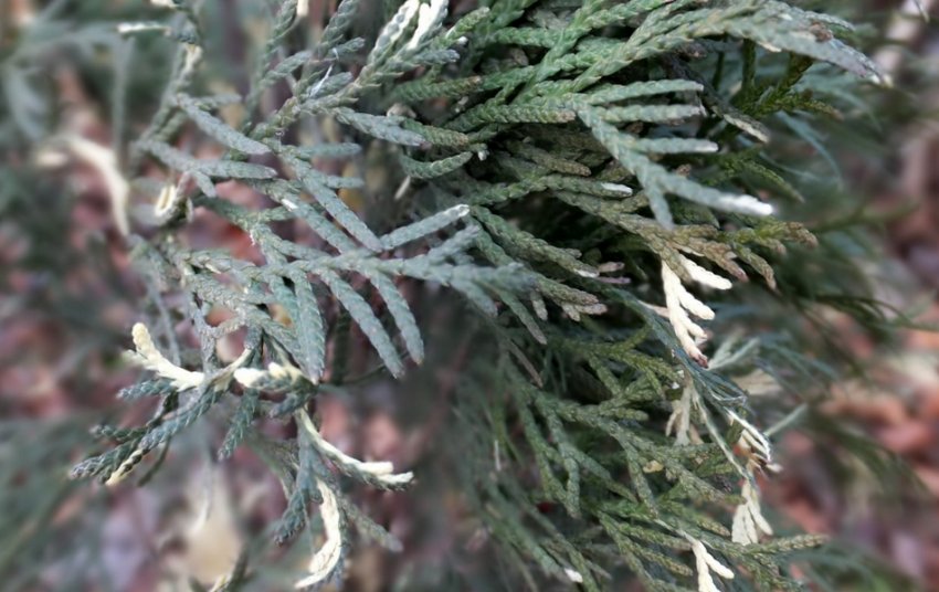 Туя Варієгата