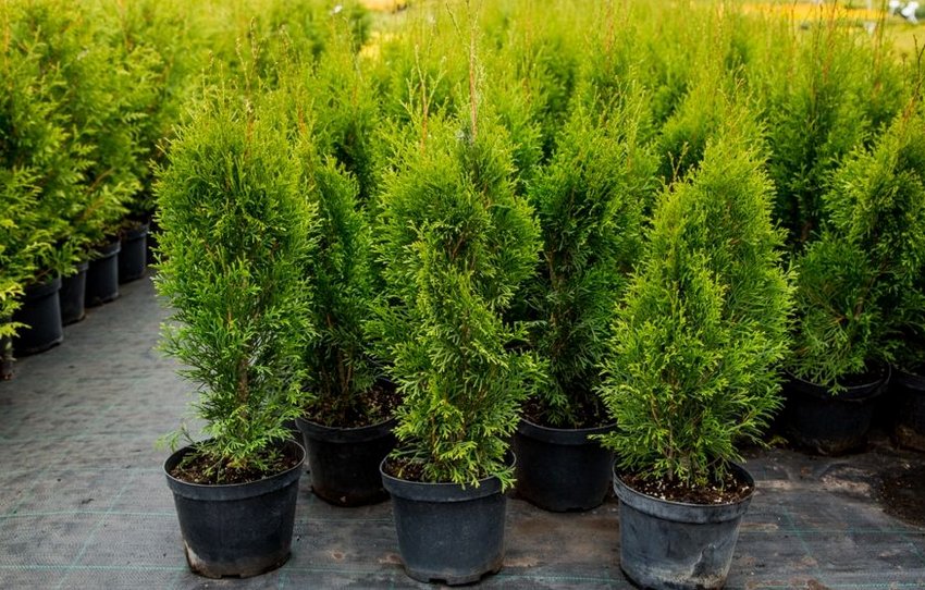 Туя Витбонт