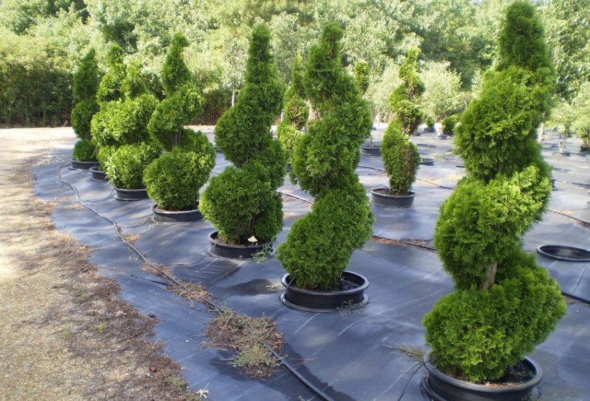 Туя Спіраль