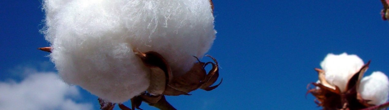 У США визнали харчовим продуктом ГМ насіння бавовни