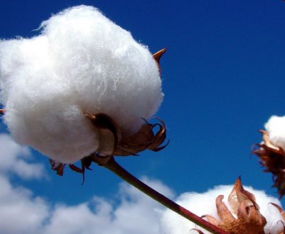 У США визнали харчовим продуктом ГМ насіння бавовни 