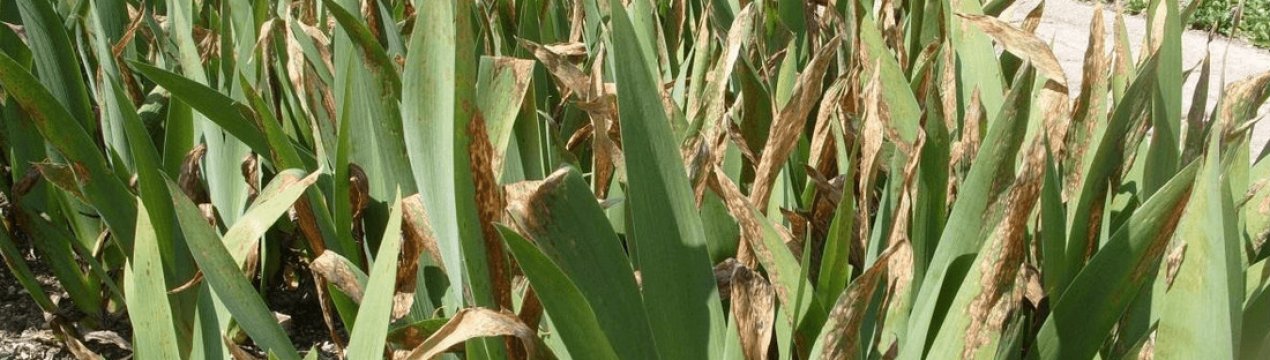 Хвороби ірисів і їх шкідники, профілактика і боротьба