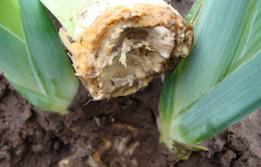 Бактеріальна гнилизна